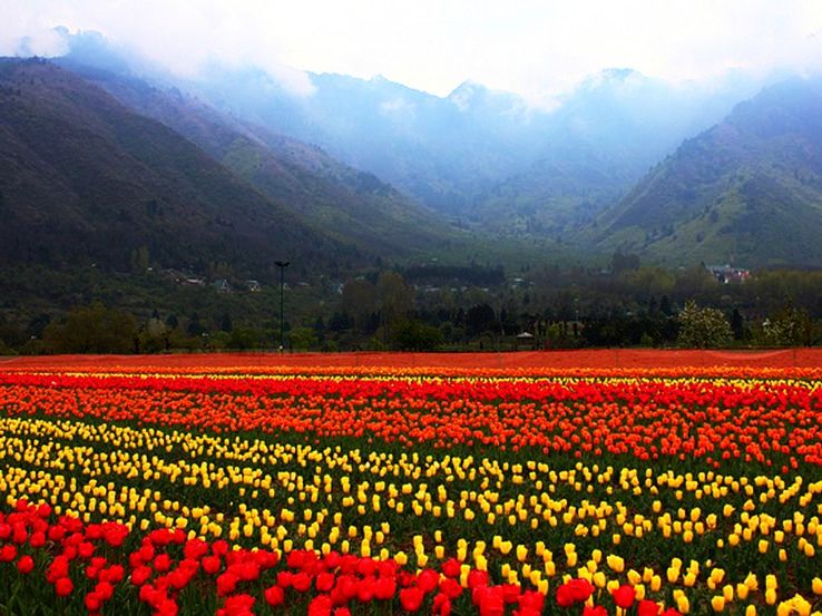 3. Indira Gandhi Tulip Garden